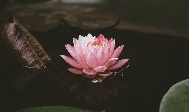Lotus Flower
